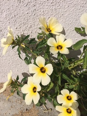 Turnera subulata