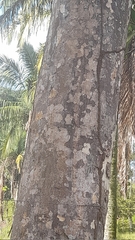 Astronium graveolens