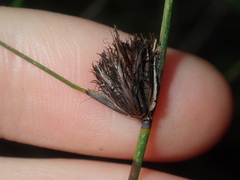 Mesomelaena pseudostygia