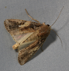 Spodoptera frugiperda