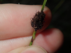 Mesomelaena pseudostygia