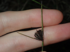 Mesomelaena pseudostygia