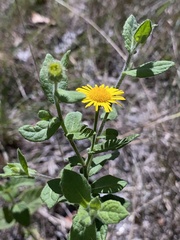 Pulicaria dysenterica
