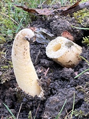 Phallus impudicus