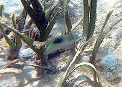 Halichoeres chloropterus