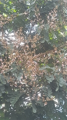 Lonchocarpus