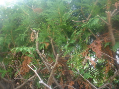 Platycladus orientalis