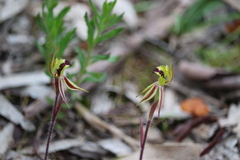 Caladenia toxochila