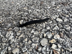 Belocaulus angustipes