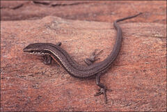 Pseudemoia entrecasteauxii