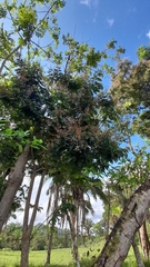 Lonchocarpus