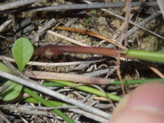 Mesomelaena pseudostygia