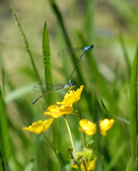 Coenagrion pulchellum