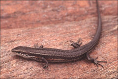 Pseudemoia entrecasteauxii