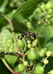 Parancistrocerus perennis