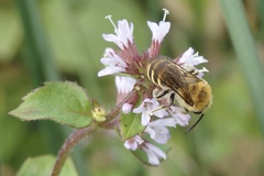 Colletes hederae