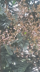 Lonchocarpus