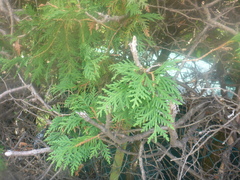 Platycladus orientalis