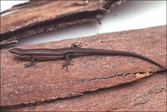 Pseudemoia entrecasteauxii