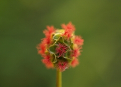 Sanguisorba