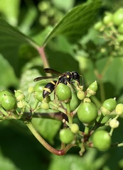 Parancistrocerus perennis