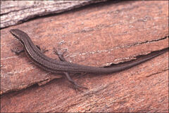 Pseudemoia entrecasteauxii