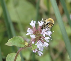 Colletes hederae