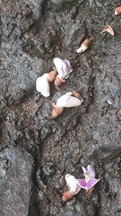 Lonchocarpus