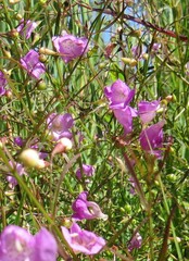Agalinis purpurea