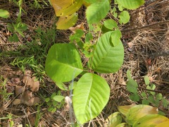 Toxicodendron rydbergii