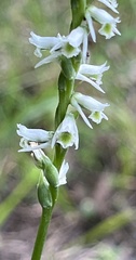 Spiranthes lacera