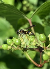 Parancistrocerus perennis