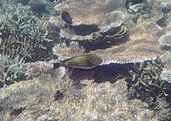 Acanthurus lineatus