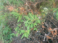 Platycladus orientalis