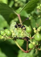 Parancistrocerus perennis