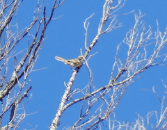 Chondestes grammacus