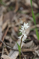 Wurmbea dioica
