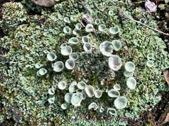 Cladonia asahinae