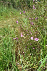 Agalinis purpurea