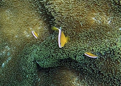 Amphiprion sandaracinos
