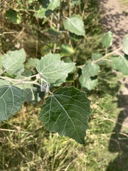Populus