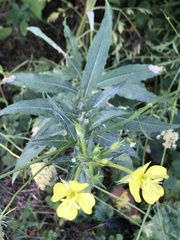 Oenothera parviflora