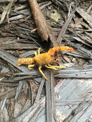 Engaeus tuberculatus