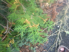 Platycladus orientalis