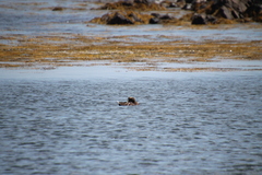 Somateria mollissima