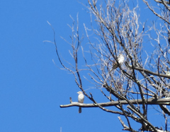 Chondestes grammacus