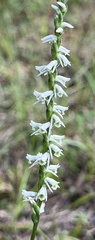 Spiranthes lacera