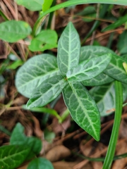 Trachelospermum asiaticum