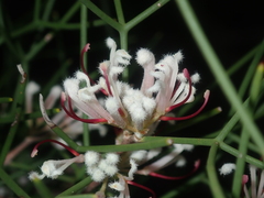 Hakea trifurcata