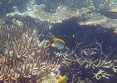 Chaetodon trifascialis